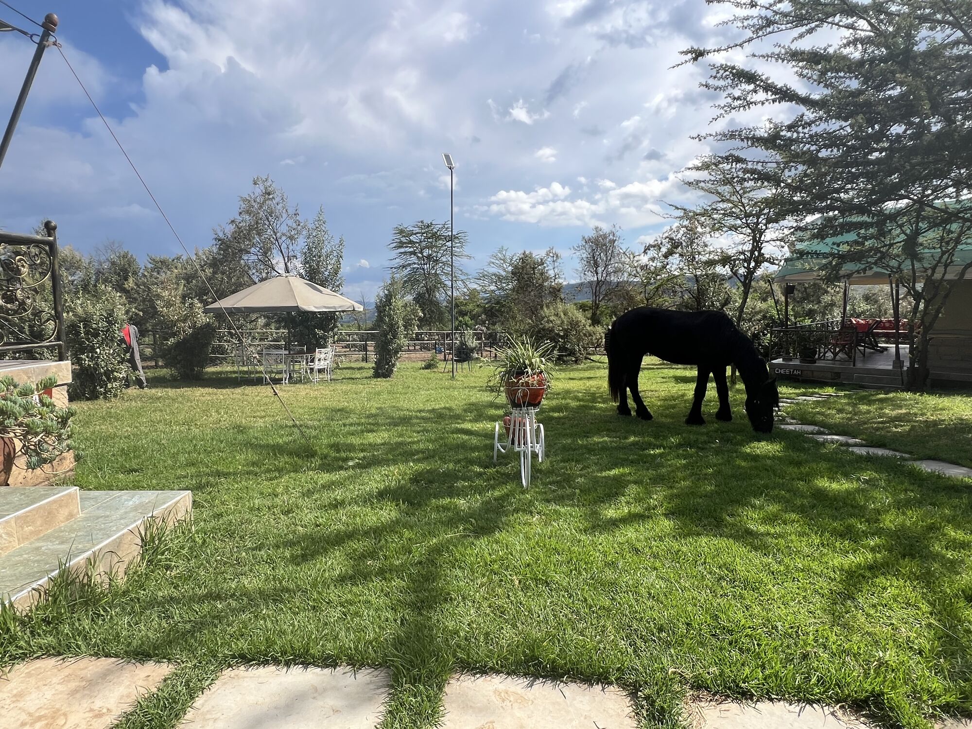 A dark horse grazing beside the garden path at House of Horses